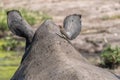 A red-billed oxpecker on thr head of a white rhino Royalty Free Stock Photo