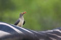 Red billed Oxpecker in Kruger National park, South Africa Royalty Free Stock Photo