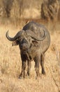 Red-billed Oxpeckers on the back of a Cape Buffalo Royalty Free Stock Photo