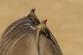 Red-billed Oxpeckers Royalty Free Stock Photo