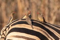 Red billed oxpeckers on the back of a zebra Royalty Free Stock Photo