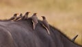 Red-billed Oxpeckers on a buffalo Royalty Free Stock Photo