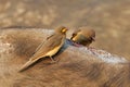 Red-billed oxpeckers on a buffalo, Kruger National Park, South Africa Royalty Free Stock Photo