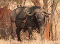 Red-billed Oxpeckers drinking the blood of a Cape Buffalo