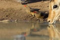 Red Billed Oxpeckers drinking, Botswana Royalty Free Stock Photo