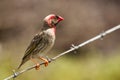 Red-billed Quelea Royalty Free Stock Photo