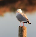 Red Billed Seagull Royalty Free Stock Photo