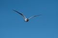 A red-billed seagull flying in the sky. Mediterranean Gull, Ichthyaetus melanocephalus Royalty Free Stock Photo