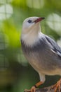 Red Billed Starling Bird With Red Beak