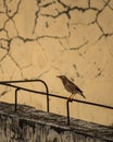 Red-billed starling perched on a metal pole in an urban area in Deyang, China