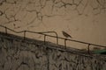 Red-billed starling perched on a metal pole in an urban area in Deyang, China