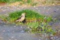 Red-billed Starling