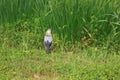 Red-billed Starling