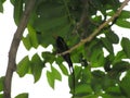 Red-billed streamertail on a branch