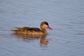 Red-billed teal Royalty Free Stock Photo