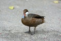 Red-billed Teal (Anas erythrorhyncha) Royalty Free Stock Photo