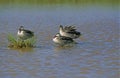 Red-Billed Teal, anas erythrorhyncha, Adults standing in Water, Kenya Royalty Free Stock Photo