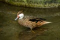 Red-billed Teal (Anas erythrorhyncha) Royalty Free Stock Photo