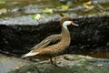 Red-billed Teal (Anas erythrorhyncha) Royalty Free Stock Photo