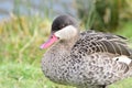 Red billed teal anas erythrorhyncha Royalty Free Stock Photo