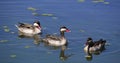 Red-Billed Teal, anas erythrorhyncha, Group standing in Water, Nairobi Park in Kenya Royalty Free Stock Photo