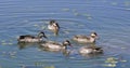 Red-Billed Teal, anas erythrorhyncha, Group standing in Water, Nairobi Park in Kenya Royalty Free Stock Photo