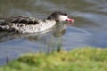Red billed teal anas erythrorhyncha Royalty Free Stock Photo