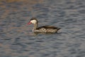 Red-billed teal, Anas erythrorhyncha Royalty Free Stock Photo