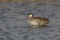 Red-billed teal, Anas erythrorhyncha Royalty Free Stock Photo