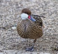 Red-billed teal or red-billed duck, anas erythrorhyncha Royalty Free Stock Photo