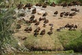 Red-billed teals Royalty Free Stock Photo