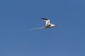 A Red-billed Tropic Bird, Phaethon aethereus, in flight against blue sky, Galapagos Islands Royalty Free Stock Photo