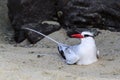 A Red-billed Tropic Bird, Phaethon aethereus, resting on a sandy beach, Galapagos Islands Royalty Free Stock Photo