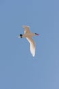 Red-billed Tropicbird Royalty Free Stock Photo