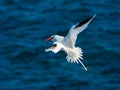 Red-billed Tropicbird