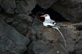 Red-billed tropicbird Royalty Free Stock Photo