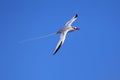 Red-billed tropicbird in flight on Espanola Island, Galapagos National park, Ecuador