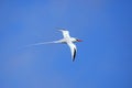 Red-billed tropicbird in flight on Espanola Island, Galapagos National park, Ecuador Royalty Free Stock Photo