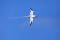 Red-billed tropicbird in flight on Espanola Island, Galapagos National park, Ecuador Royalty Free Stock Photo