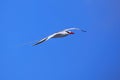 Red-billed tropicbird in flight on Espanola Island, Galapagos National park, Ecuador Royalty Free Stock Photo