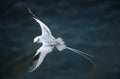 Red-billed Tropicbird flying above sea elevated view Royalty Free Stock Photo