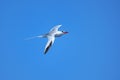 Red-billed tropicbird flying near South Plaza Island, Galapagos National Park, Ecuador Royalty Free Stock Photo
