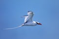 Red-billed tropicbird flying near South Plaza Island, Galapagos National Park, Ecuador