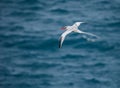 Red-billed tropicbird