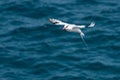 Red-billed Tropicbird Phaethon aethereus in flight over the Pacific ocean near South Plaza Island, Galapagos Islands, Ecuador Royalty Free Stock Photo
