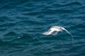 Red-billed Tropicbird Phaethon aethereus in flight over the Pacific ocean near South Plaza Island, Galapagos Islands, Ecuador Royalty Free Stock Photo