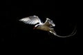 Red-billed Tropicbird Phaethon aethereus flying over the Pacific ocean near Galapagos Islands, beautiful white bird Royalty Free Stock Photo