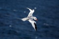 Red-billed Tropicbird Phaethon aethereus flying over the Pacific ocean near Galapagos Islands, beautiful white bird Royalty Free Stock Photo