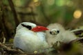 Red-billed Tropicbird Phaethon aethereus on nest with its chick, beautiful white bird with tropical forest in background