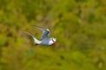 Red-billed Tropicbird, Phaethon aethereus, rare bird from the Caribbean. Flying Tropicbird with green forest in background. Wildli Royalty Free Stock Photo